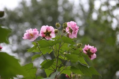 Close-up of pink flowering plant