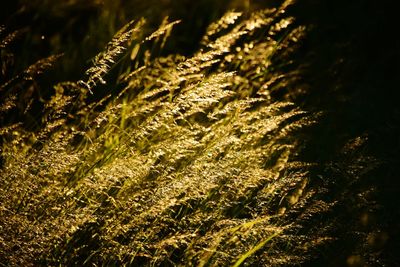 Full frame shot of grass