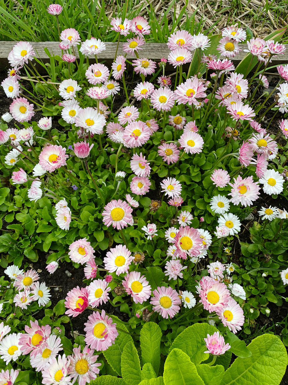 HIGH ANGLE VIEW OF FLOWERING PLANTS IN SUNLIGHT