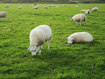 Sheep grazing in a field