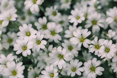 Close-up of white flowers blooming outdoors