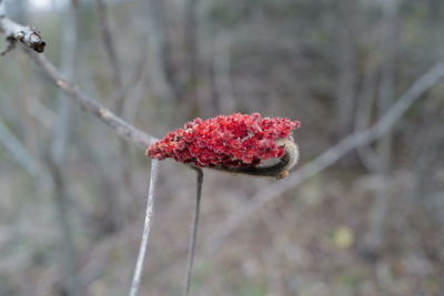 Close-up of red berries on tree