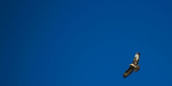 Low angle view of kites flying against clear blue sky