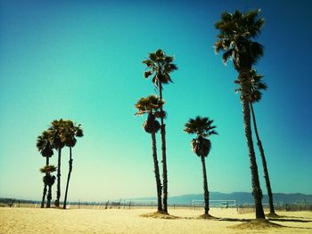 Palm trees on beach