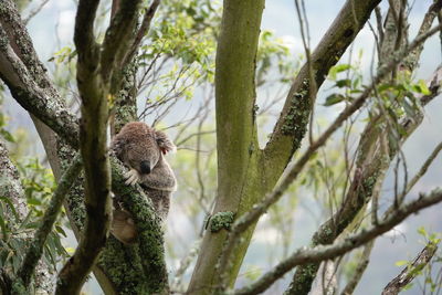 Low angle view of a squirrel on tree