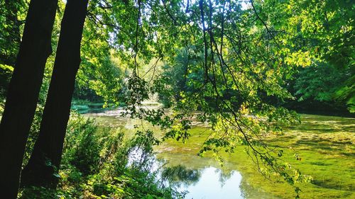 Scenic view of lake amidst trees in forest