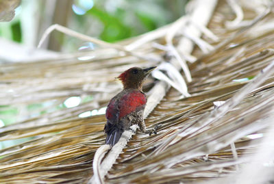 Close-up of bird perching on branch