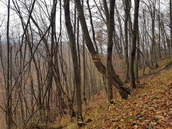 Bare trees in forest during autumn