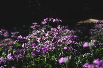 Close-up of purple flowering plants on field