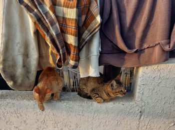 Cat sleeping on floor