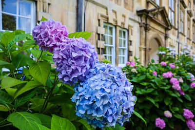 Close-up of purple flowering plants
