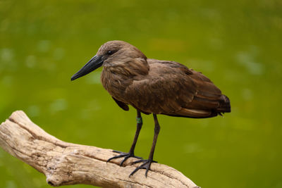 Close-up of bird perching on branch