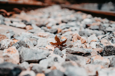 Close-up of dry leaves on rock