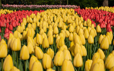 Yellow tulips in park