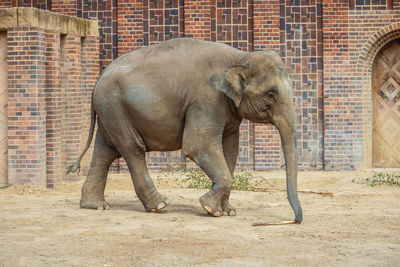 Elephants on field