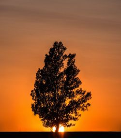 Silhouette tree against orange sky