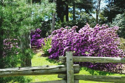 Purple flowers on tree