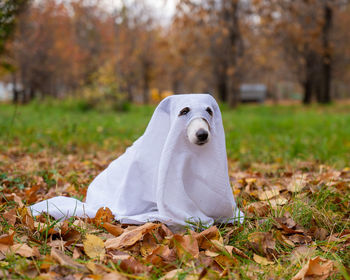 Portrait of dog on field