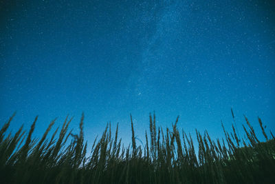 Low angle view of trees against sky at night