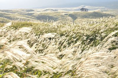 Scenic view of japanese pampas grass field