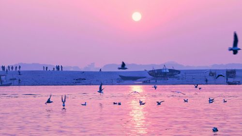 Group of birds in sea at sunset