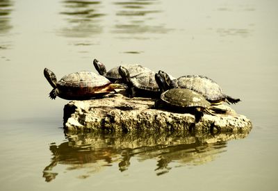 Turtles on rock in lake
