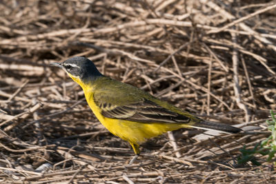 Close-up of a bird perching on a field