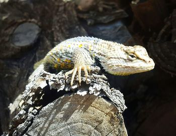 Lizard on tree trunk