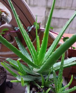 High angle view of wet potted plants