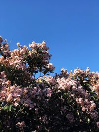 Low angle view of flower tree against clear sky