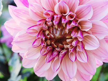 Glowing dahlia in the summer