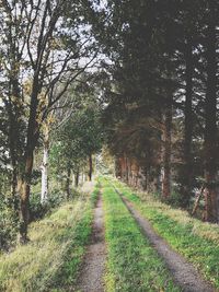 Empty road amidst trees in forest