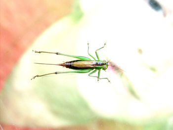 Close-up of insect