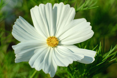 Close-up of flower blooming outdoors