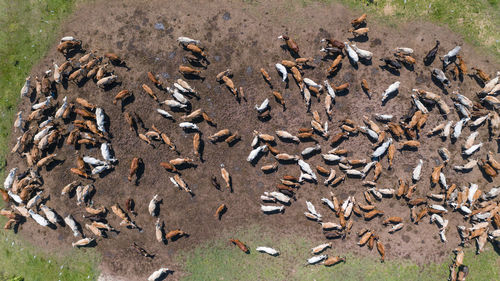 High angle view of flock of birds