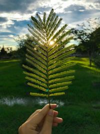 Cropped hand holding twig against sky