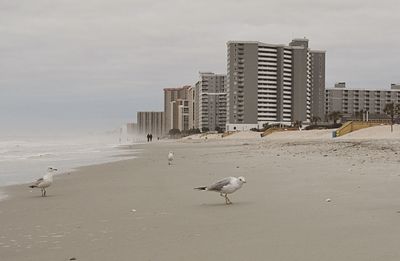 Birds perching on beach
