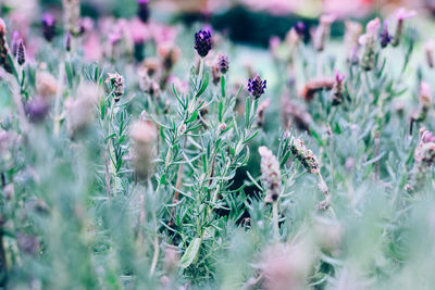 Close-up of purple flowering plants on field