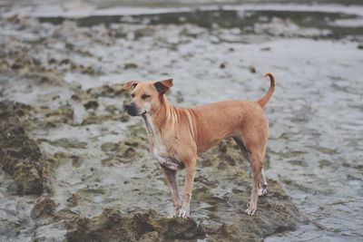 Dogs running on field