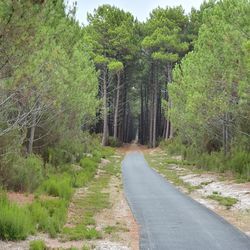 Road amidst trees in forest