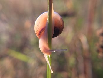 Close-up of plant