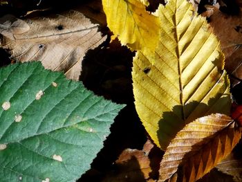 Close-up of autumnal leaves