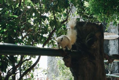 Low angle view of a bird on tree