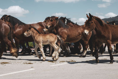 Horses in ranch