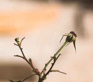 Close-up of insect on plant