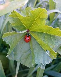 Close-up of ladybug on leaf