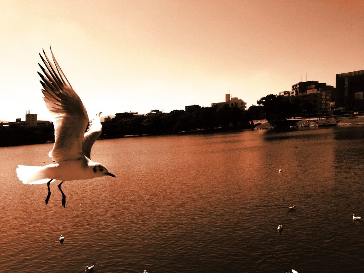 bird, water, flying, animal themes, animals in the wild, building exterior, architecture, wildlife, built structure, spread wings, waterfront, seagull, city, sky, clear sky, one animal, sunset, river, rippled, sea