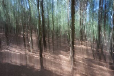 Trees in forest