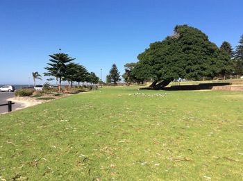 Trees on field against clear blue sky