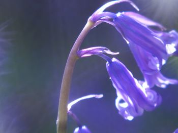 Close-up of purple flowers